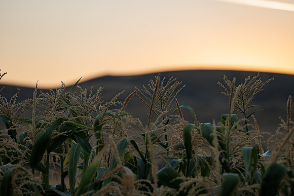 Seminis2022_Idaho_615