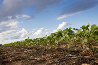 RRXCottonTexas_cdp_4222