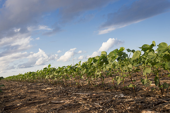 RRXCottonTexas_cdp_4222