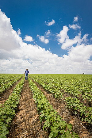 RRXCottonTexas_cdp_5507