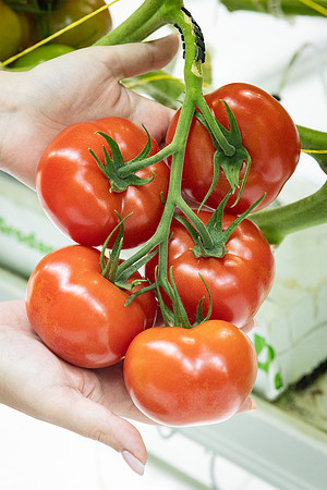 Tomatoes_DRTH1054_4