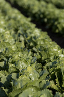 Lettuce_SV2988LG_CA_0031