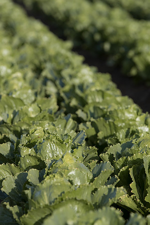 Lettuce_SV2988LG_CA_0031