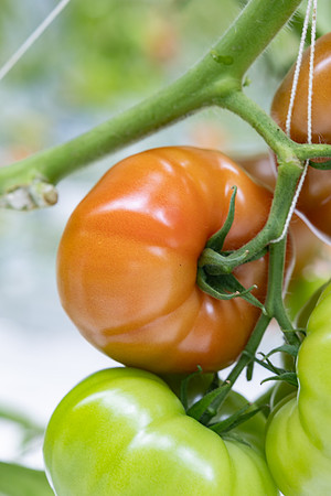 Tomatoes_DRTH5066_12
