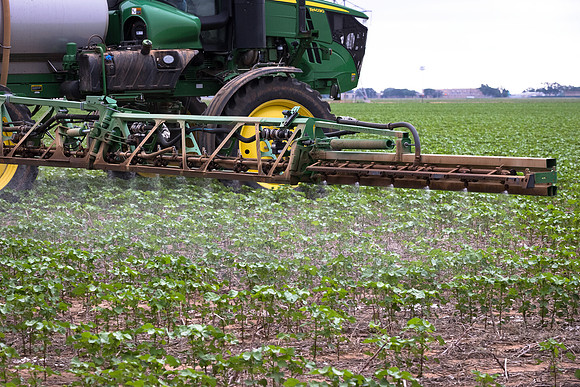 RRXCottonTexas_cdp_5061