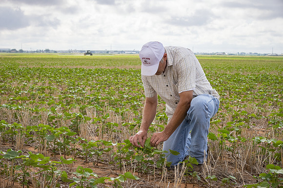 RRXCottonTexas_cdp_5277