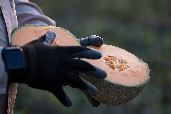 Seminis2021_AZ_253