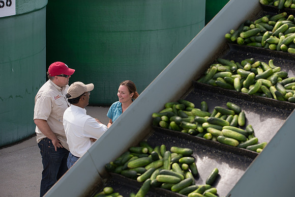 PicklingCucumber_Vlaspik_Processing_MI_0658