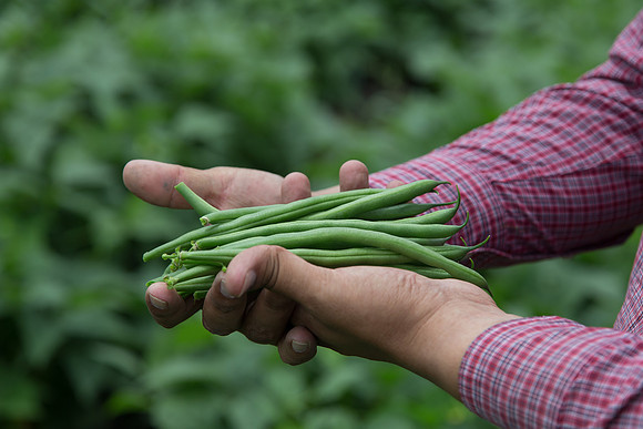 GreenBean_Sybaris_MX_0031