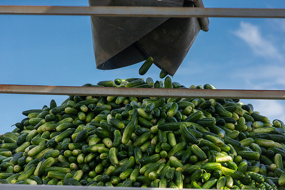 PicklingCucumber_Vlaspik_Processing_MI_0418