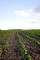 RRXCottonTexas_cdp_4249