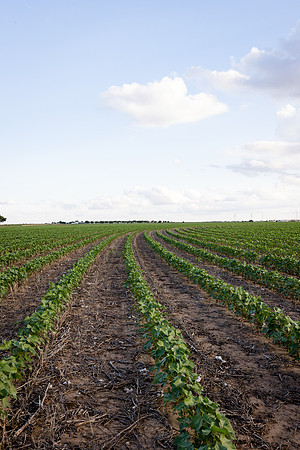 RRXCottonTexas_cdp_4249
