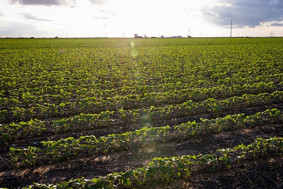 RRXCottonTexas_cdp_4349