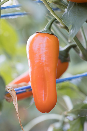 Pepper_Katzi_59