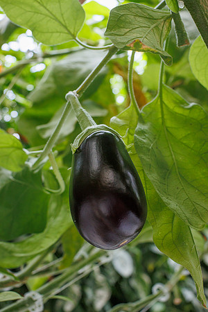 Eggplant_Canada_29