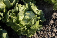 Lettuce_SV0822LG_CA_0022