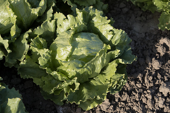 Lettuce_SV0822LG_CA_0022