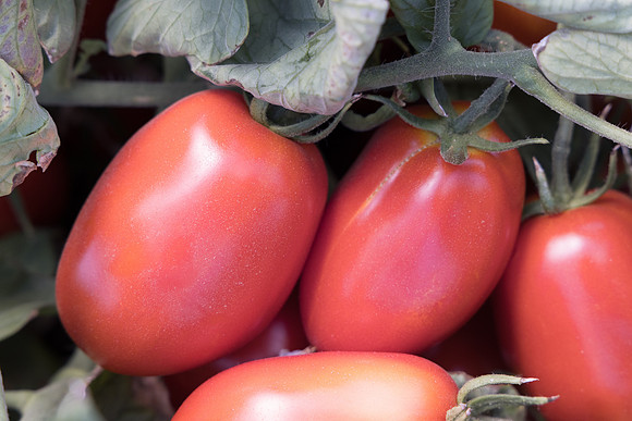 Tomato_N6428_29