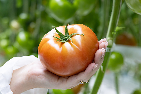Tomatoes_DRTH5069_60
