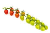Tomatoes_Devoured_418