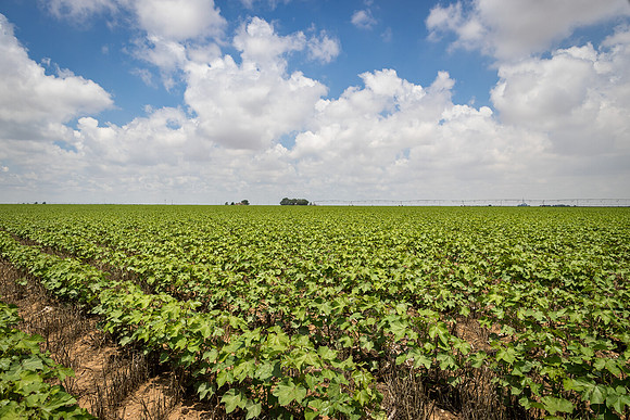 RRXCottonTexas_cdp_5464