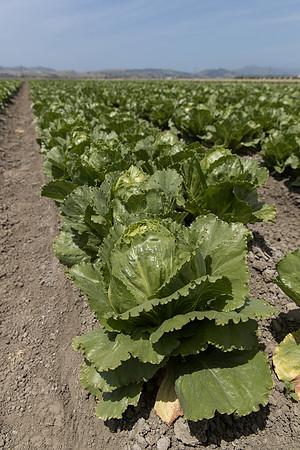 Lettuce_SV2988LG_CA_0112