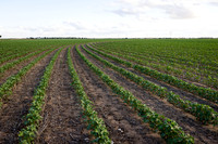 RRXCottonTexas_cdp_4239