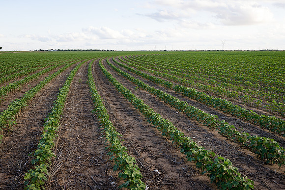 RRXCottonTexas_cdp_4239