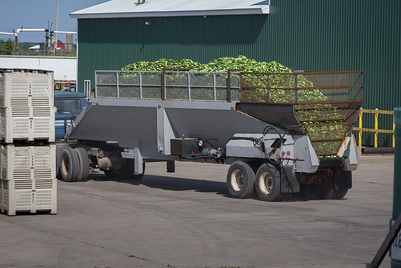 PicklingCucumber_Vlaspik_Processing_MI_0524