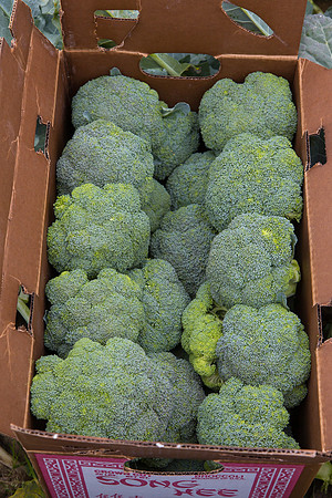 Broccoli_Harvest_CA_0036