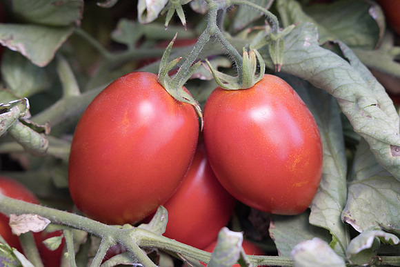 Tomato_N6473_35
