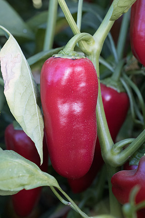 Pepper_Summak_24