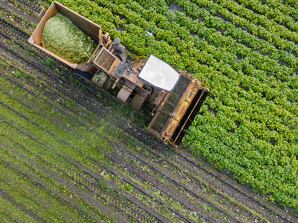 Seminis2022_FL_JEM_3800