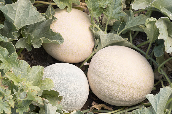 Melon_N7609_8