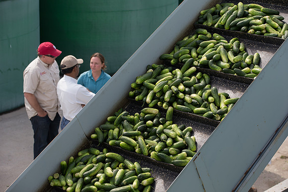 PicklingCucumber_Vlaspik_Processing_MI_0650