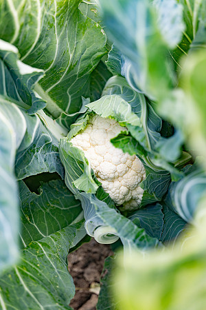 Francesca_Cauliflower_15