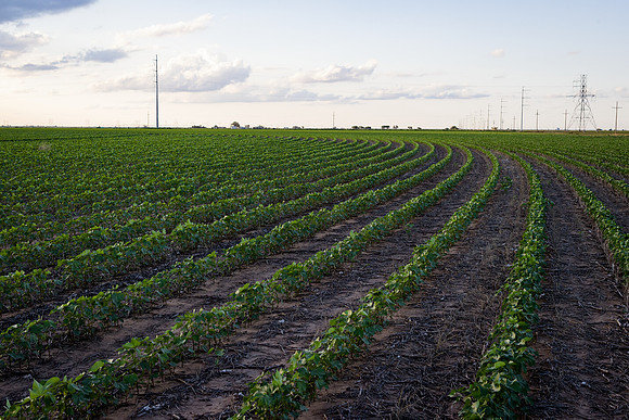 RRXCottonTexas_cdp_4293