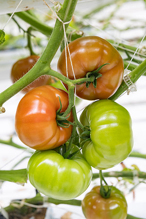 Tomatoes_DRTH5066_4